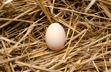 lonely egg in straw