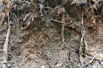 Soil and roots for background 