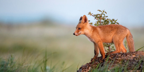 Fox cub. Young red Fox stands on a rock in the evening light