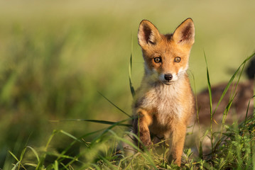 Fox cub. Young red Fox in grass near his hole