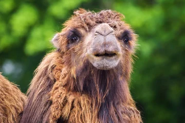 Fotobehang Portrait of a bactrian camel © Nick Fox