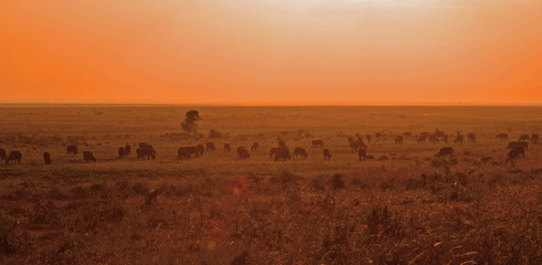 sunrise at nairobi national park kenya