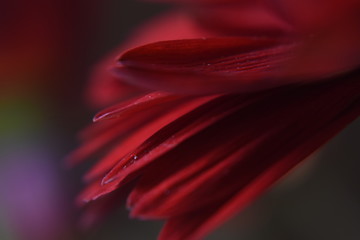 Płatki © dysania