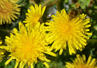 Yellow flowers of the dandelion and bumblebee on blurred green background