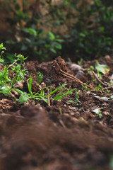 Grass sprouting from soil in garden