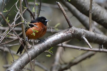 Orchard Oriole