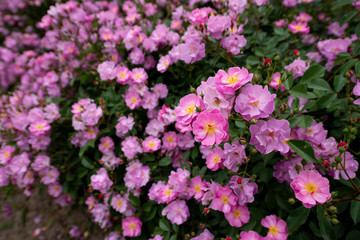 バラ　ラベンダードリーム