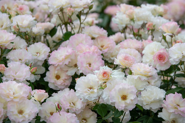 バラ　マチルダ