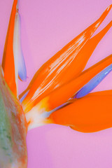 Bird of Paradiso Seis