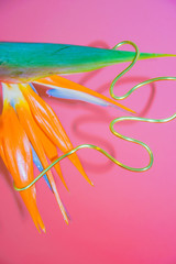 Bird of Paradiso Cinco