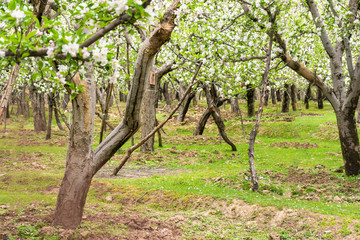 Beautiful Apple flower blossom blooms in garden plantation