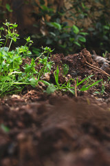 Grass sprouting from soil in garden
