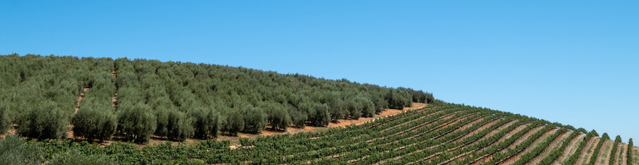 View of the vineyards at Tokara Wine Estate in the Simonsberg mountains, Stellenbosch, Cape Town, South Africa, taken on a clear day. The vines are planted in rows on the hillside. 