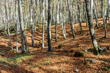 Hayedo en otoño, La Fageda d'en Jordà en Olot, Cataluña, España