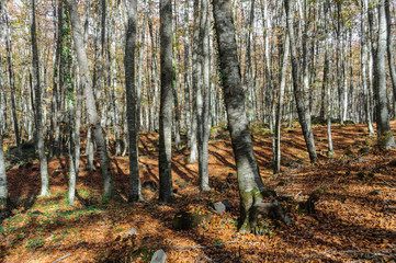 Hayedo en otoño, La Fageda d'en Jordà en Olot, Cataluña, España