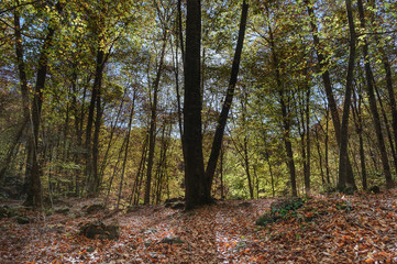 Obraz premium Hayedo en otoño, La Fageda d'en Jordà en Olot, Cataluña, España