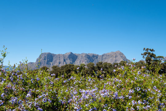 Photo of greenery and mountains taken from Tokara Wine Estate in the Simonsberg mountains, Stellenbosch, South Africa, on a clear day. 