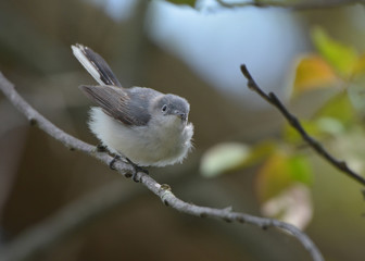 Obraz premium Blue Gray Gnatcatcher