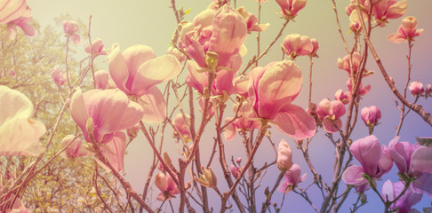Obraz na płótnie Canvas Blooming magnolia in spring in the garden