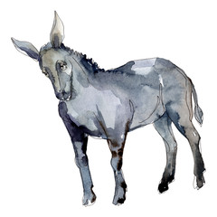 Fototapeta na wymiar Donkey farm animal in a watercolor style isolated. Aquarelle wild animal for background.
