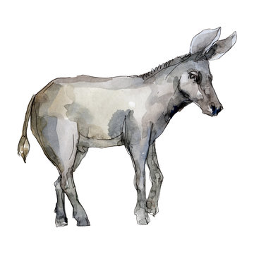 Donkey farm animal in a watercolor style isolated. Aquarelle wild animal for background.