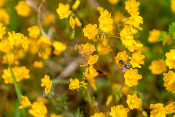 One bee on yellow flowers, background, texture