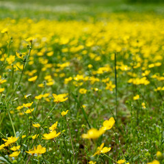 Field of Flowers 2