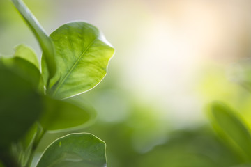 Close up beautiful view of nature green leaves on blurred greenery tree background with sunlight in public garden park. It is landscape ecology and copy space for wallpaper and backdrop.