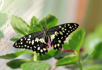 Beautiful butterfly Papilio demoleus closeup