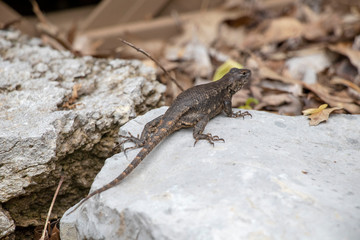 Lizard on Rock 2