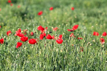 Red poppies in the meadow