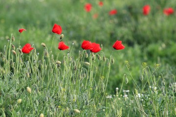 Red poppies in the meadow
