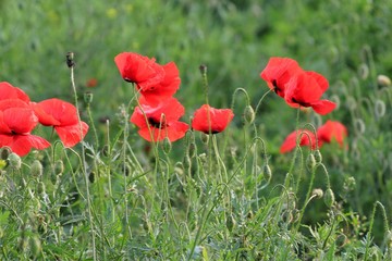 Red poppies in the meadow