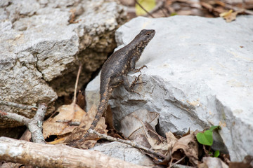 Lizard on Rock
