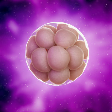 3d rendered medically accurate illustration of a 16 cell stage embryo