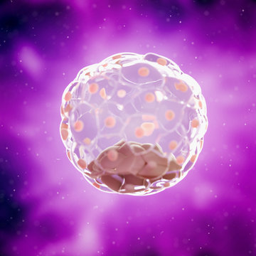 3d rendered medically accurate illustration of a human blastocyst