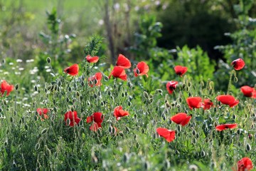 Red poppies in the meadow