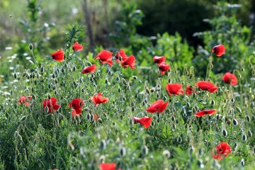 Red poppies in the meadow