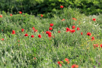 Red poppies in the meadow