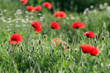 Red poppies in the meadow