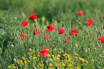Fototapeta na wymiar Red poppies in the meadow