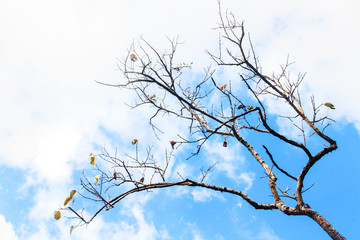 Silhouette Wild Dry Branches with blue sky in natural light on the mountain.