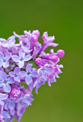Close up of blossoming lilac isolated on green.