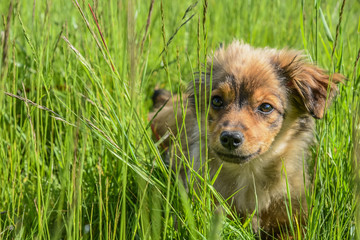 ein kleiner Süßer Welpe Hund im Gras auf der Wiese