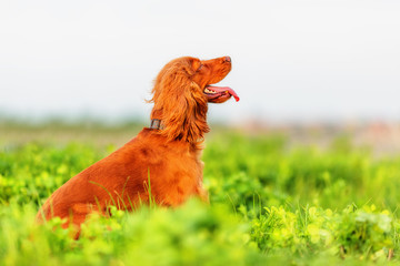 Fototapeta premium English cocker spaniel