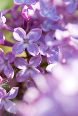 Branch of blossoming lilac isolated on blur background.