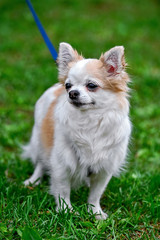 white with red adult Chihuahua dog standing on green grass portrait  