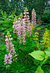 Fototapeta premium beautiful pink flower in summer garden