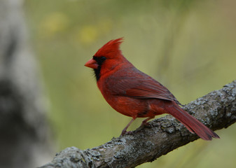 Northern Cardinal