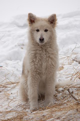 dog in the snow